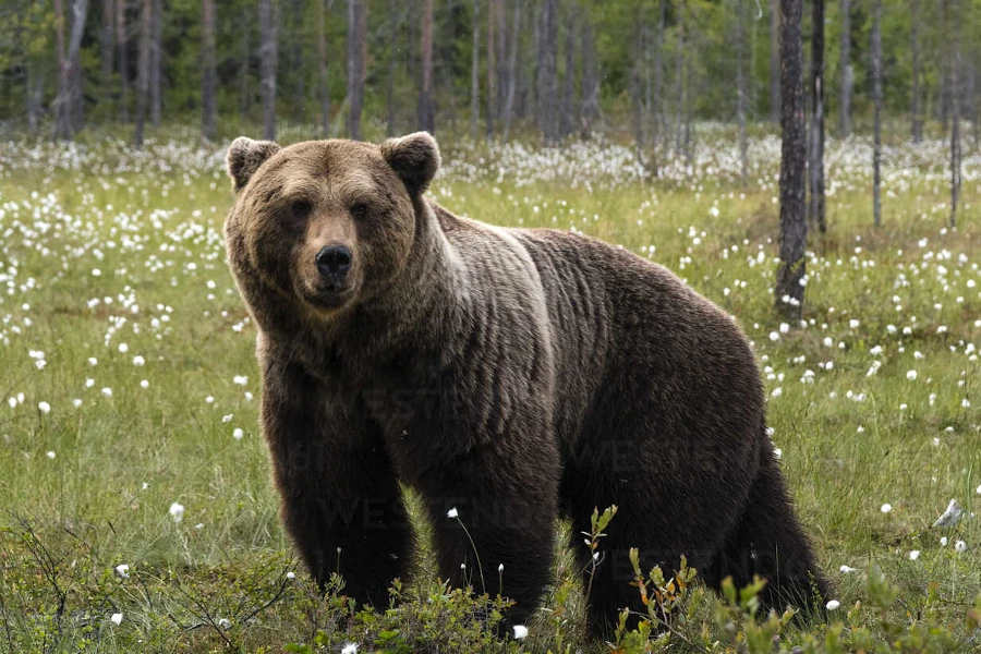 European brown bear