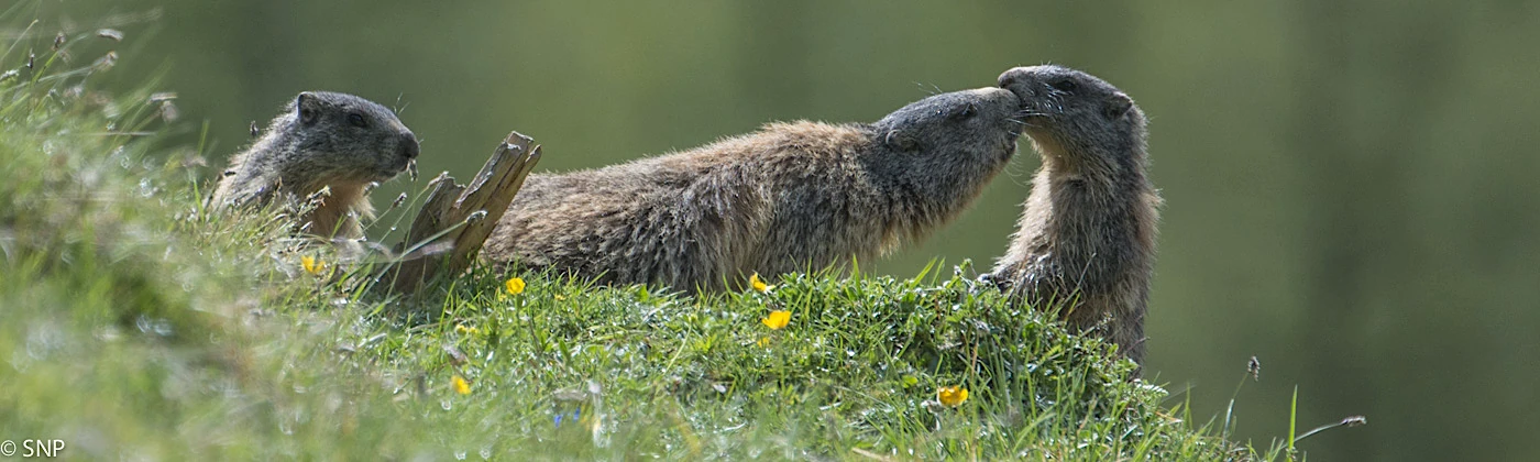 Marmot